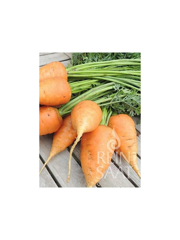 Carrot Ochsenherz