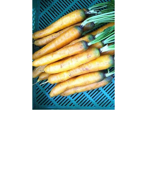 Yellow carrot Jaune de Doubs
