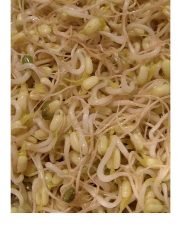 Organic Mung beans seeds for sprouting