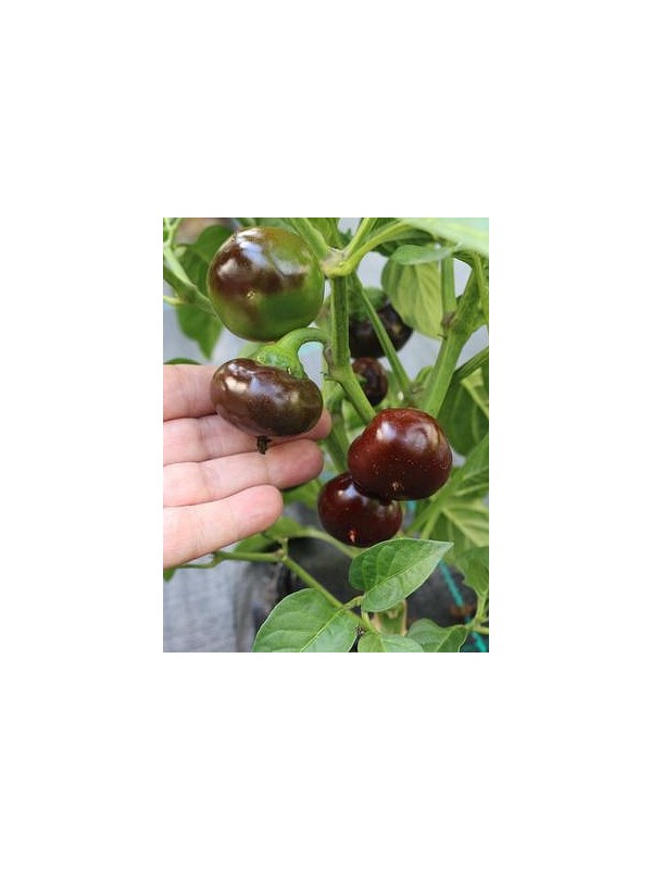 Tomato shaped pepper Yola