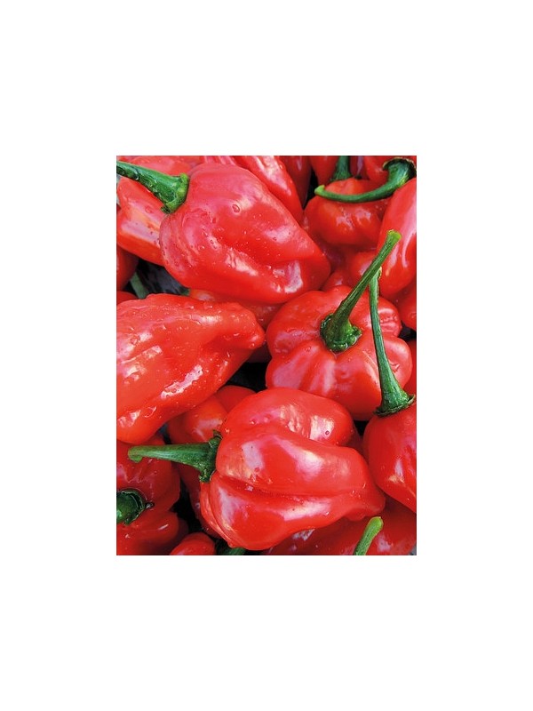 CHILI NUMEX SUAVE RED