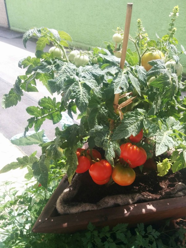 Tomato Jani