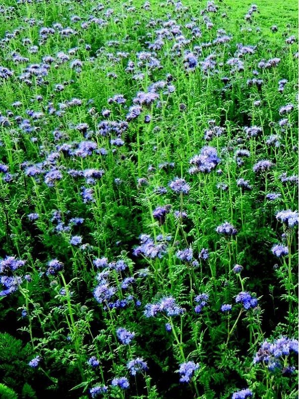 Bluebell (Phacelia congesta)