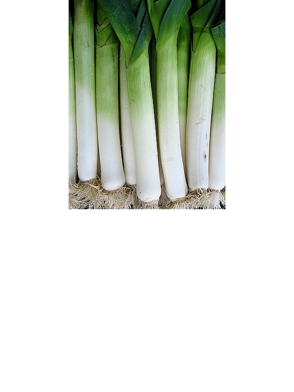 Leek Starozagorski (autumn)