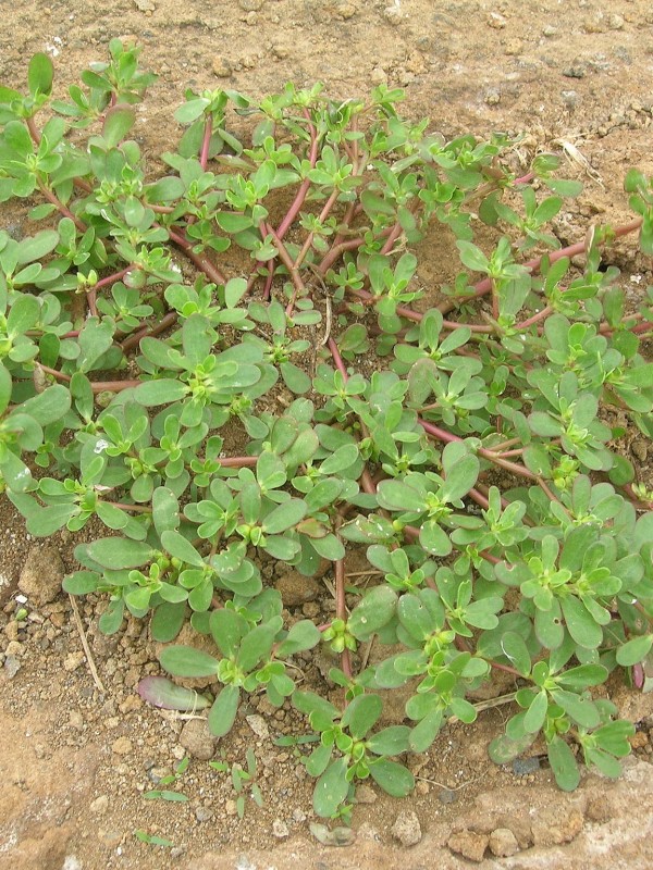 Summer purslane