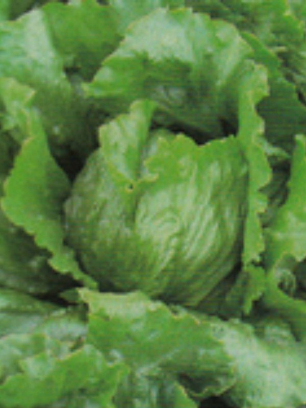 Lettuce Posavka