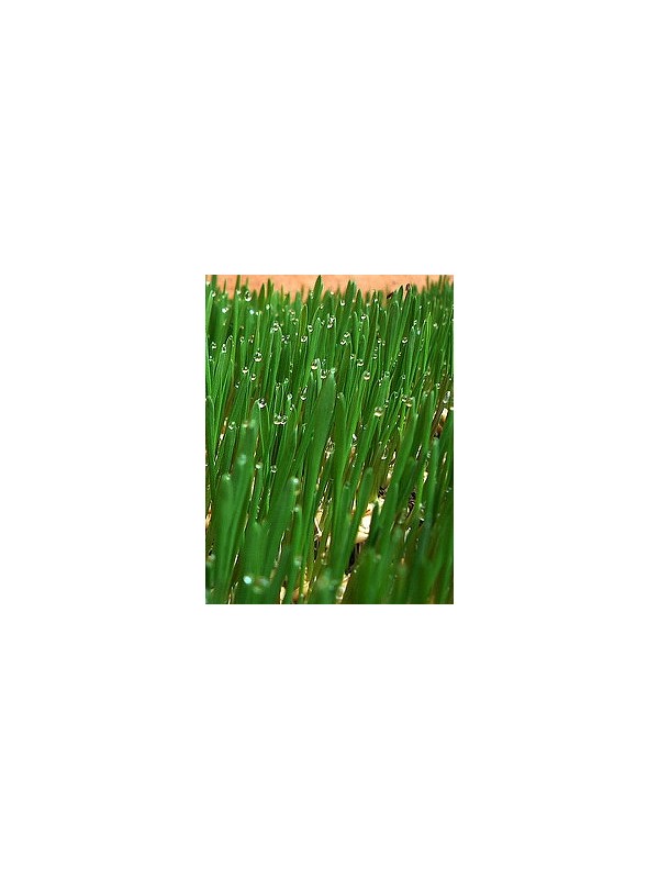 Organic wheatgrass seeds