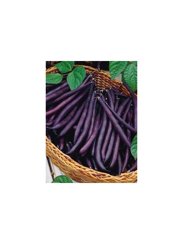 French bean Purple Queen
