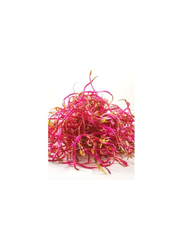 Organic beetroot seeds for sprouting