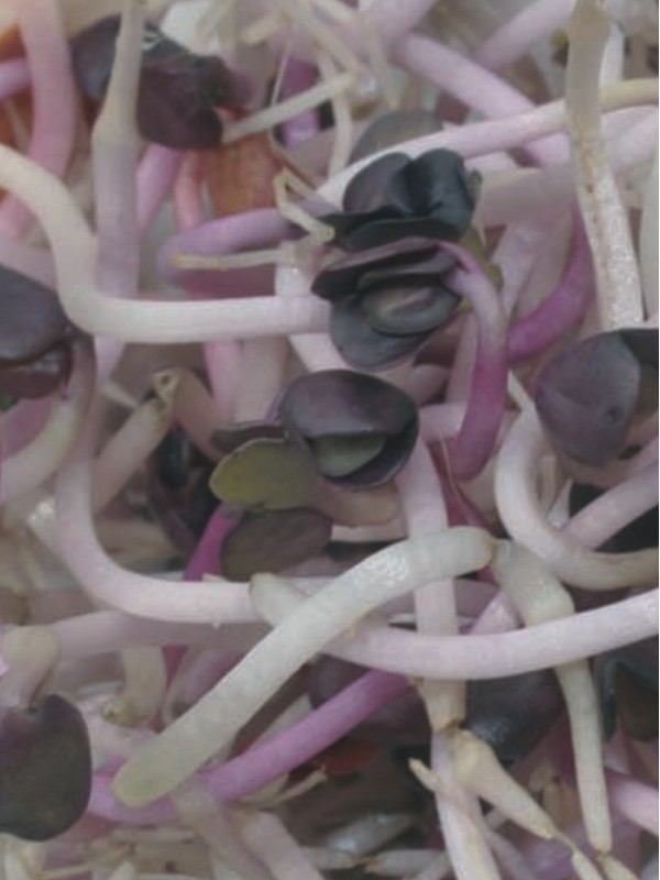 Organic radish Sango seeds for sprouting