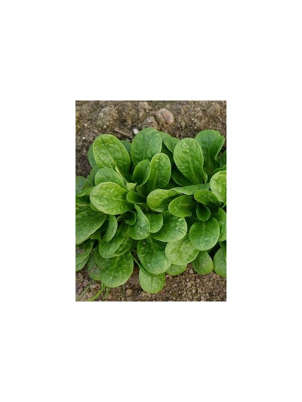 Corn Salad Vit