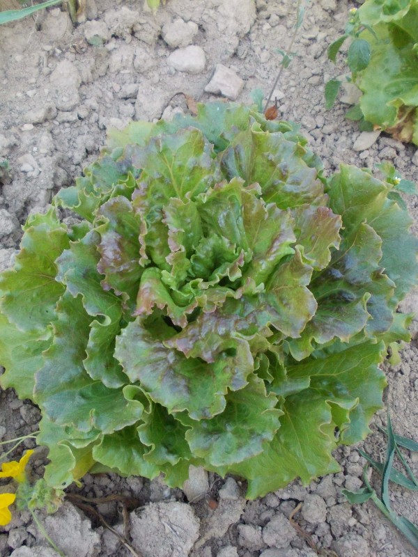 Lettuce Maravilla de Verano (wonder of summer)