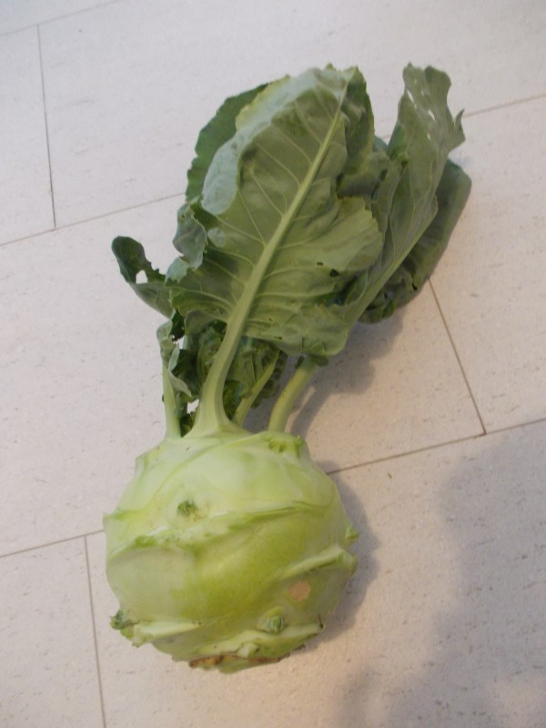 Kohlrabi Superschmelz - gigantic