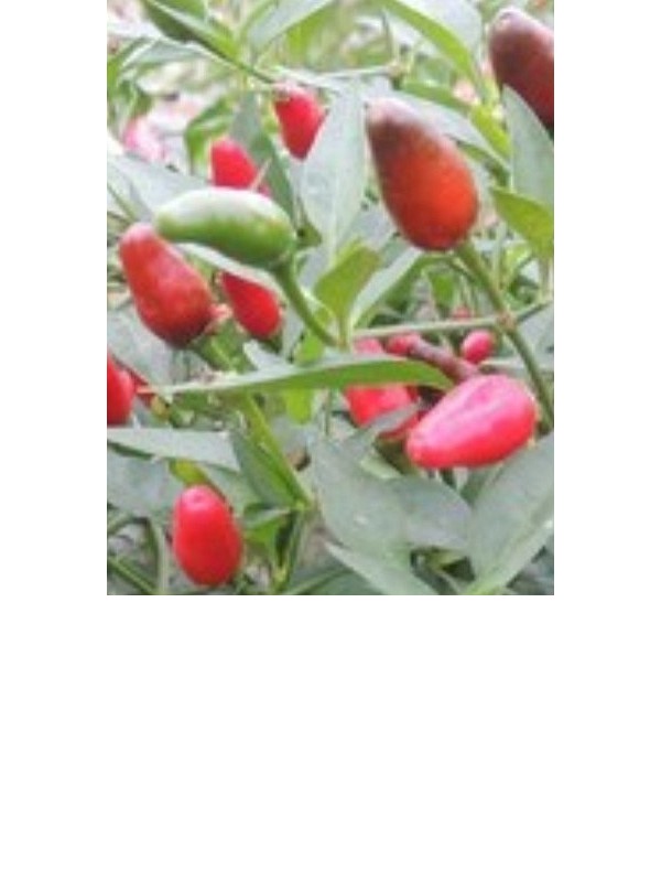 Thai chilli