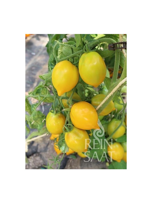 Tomato Citrina