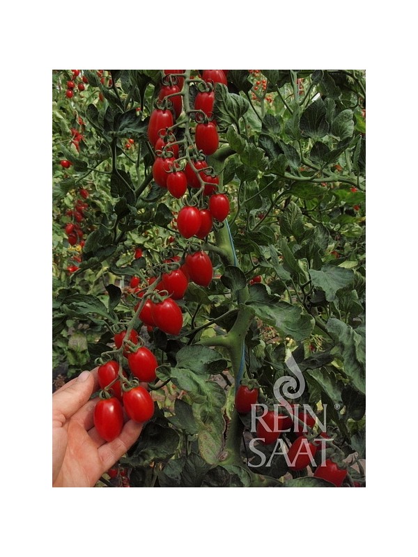 Cherry tomato Donatella