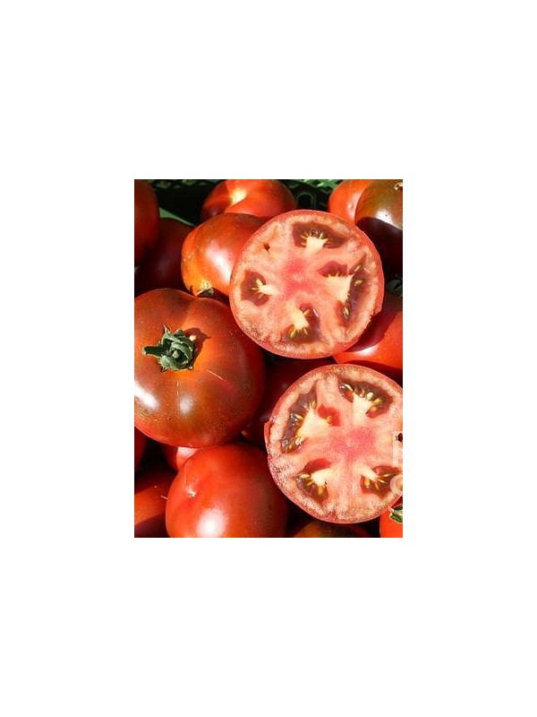 Tomato Revilla