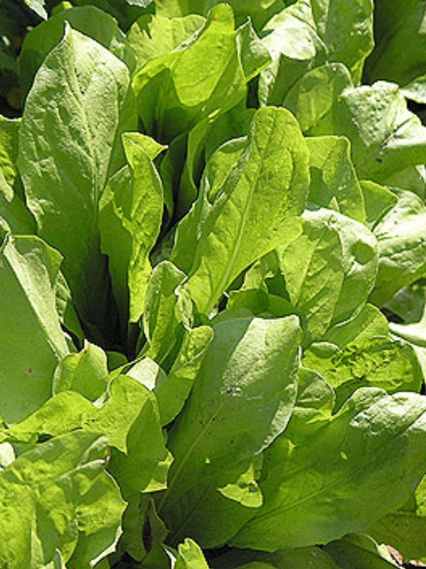 Radicchio Zuccherina di Trieste