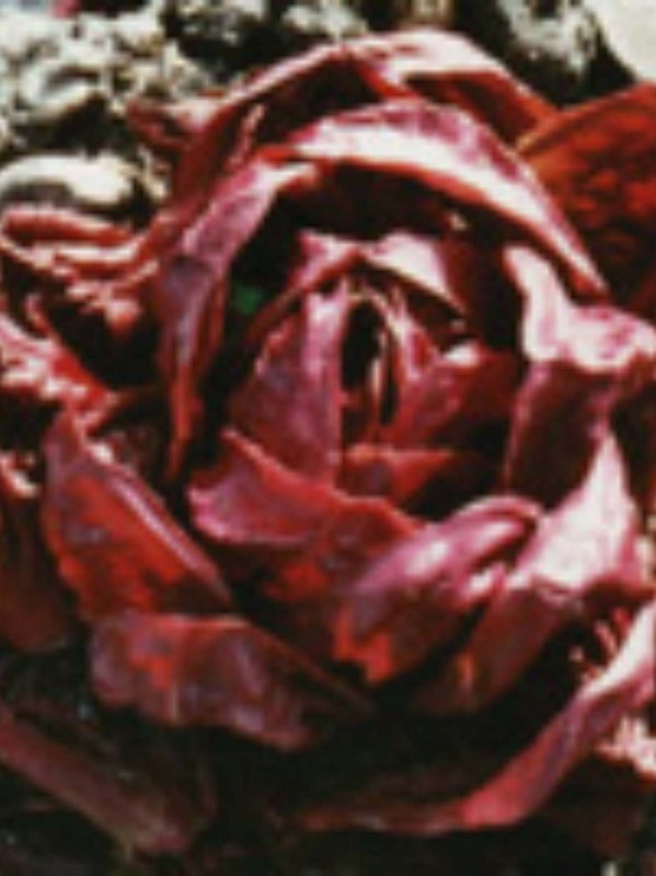 Radicchio Rossa di Verona