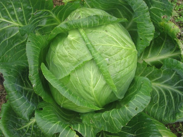 Cabbage Emona