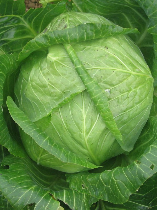 Cabbage Emona